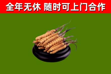 武夷山回收冬虫夏草