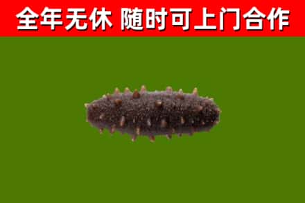 武夷山回收海参干